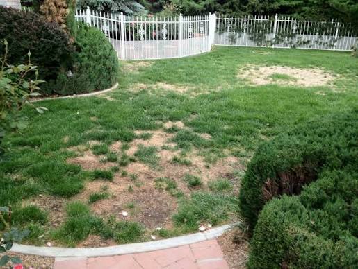A real customer backyard before the redesign